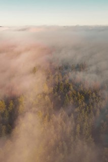 Thick fog in the forest at sunrise, dipping the trees in a peaceful atmosphere, Gechingen, Calw