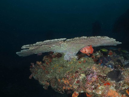 A single fish seeks shelter under a large table coral (Acropora natalensis) in the sea. Dive site