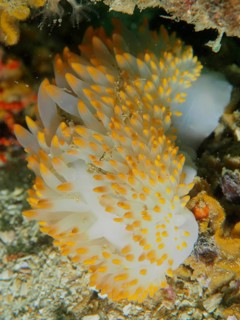 Lively nudibranch with yellow and white colours, gas flame nudibranch (Bonisa nakaza), under water.