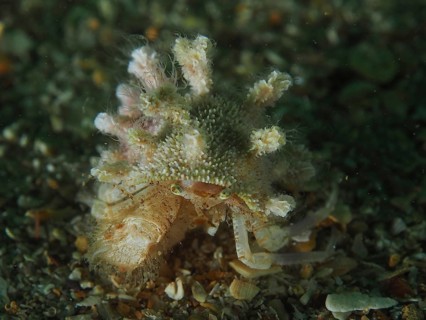 Henderson's hermit crab (Anapagurus hendersoni) with natural camouflage in a calm environment. Dive