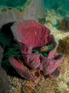 A red broad-leaved sponge (Clathria (Clathria) with a striking texture underwater. Dive site Aliwal