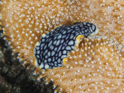 Fascinating swirl worm, brilliant swirl worm (Pseudoceros scintillatus) with black and white