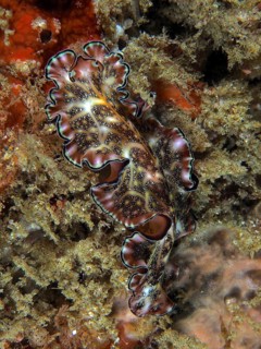 Whirlpool worm with a variety of textures, Persian carpet whirlpool worm (Pseudobiceros bedfordi),