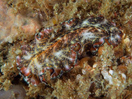 Living whirlpool worm with complex pattern, Persian carpet whirlpool worm (Pseudobiceros bedfordi)