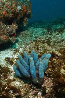 A Blue Sea Squirt (Pseudodistoma africanum) in a calm underwater environment. Dive site Aliwal