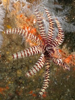 Feathered starfish with striped arms, sawtooth starfish (Oligometra serripinna), in a coral