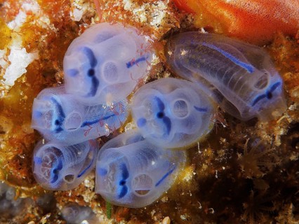 Bluish, transparent Steenbras sea squirts (Clavelina steenbrasensis) stick between corals under