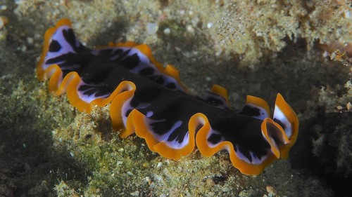 Striking yellow and black swirl worm (Pseudoceros) with a black and orange pattern. Dive site