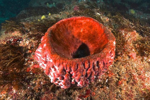 Red, glowing sea sponge, vase sponge (Haplosclerida) on the seabed, illuminated by the light. Dive