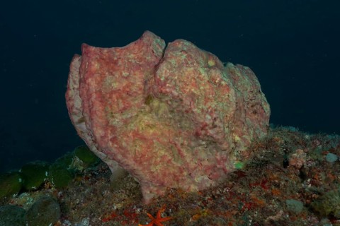 Pink-coloured sea sponge, vase sponge (Haplosclerida), on an algae-covered seabed. Dive site Protea