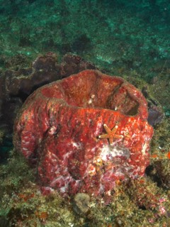 Red sea sponge, vase sponge (Haplosclerida), with a starfish on a coral reef. Dive site Aliwal