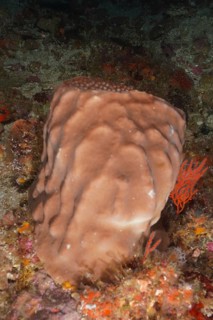 Brown coloured sea sponge, vase sponge (Haplosclerida), surrounded by corals. Dive site Protea