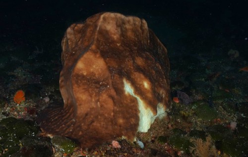 Dark brown sea sponge, vase sponge (Haplosclerida), in the shade on a reef. Dive site Protea Banks,