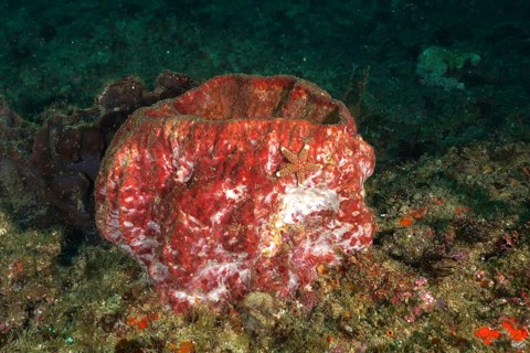 Red sea sponge, vase sponge (Haplosclerida), with starfish on a reef. Dive site Aliwal Shoal,