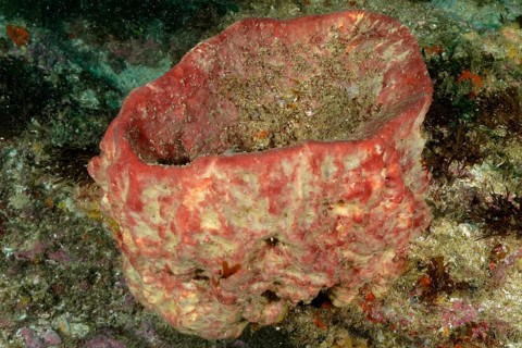 A reddish sea sponge, vase sponge (Haplosclerida) on the seabed with beige elements. Dive site