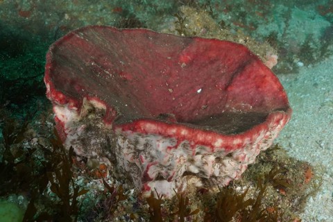 A red sea sponge, vase sponge (Haplosclerida) grows on the seabed under water. Dive site Aliwal