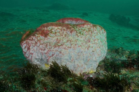 Barrel sponge, vase sponge (Haplosclerida) protrudes from the seabed in the green water. Dive site