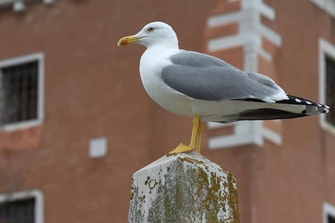 Mediterranean gull (Larus michahellis) on a pole, Venice, Veneto, Italy