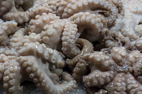 Fresh octopus (pulpo) on ice, fish market, Rialto market in the San Polo district, Venice, Veneto,