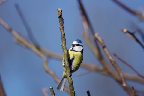 Blue tit (Cyanistes caeruleus), open beak, tree, blue sky, The tit clings to a branch and sings a