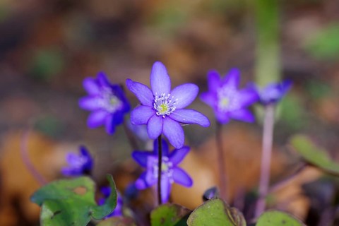 Liverwort (Hepatica nobilis), spring, purple, macro, colourful