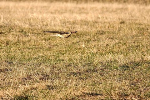 Kestrel, winter, Germany