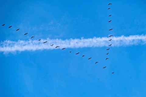 Migratory birds, cranes, grus grus, on their way from winter quarters in southern Europe or North