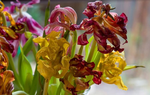 Withered tulips (Tulipa) in a vase, Bavaria, Germany