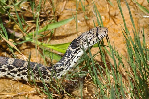 Bull snake (Pituophis catenifer sayi) with characteristic pattern and natural camouflage in tall