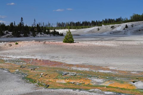 Wide, barren volcanic landscape with a small green tree and colorful deposits under a blue sky,