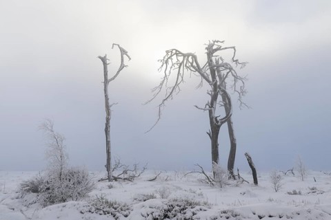 Dead pine trees with hoarfrost and fog in high moor, Noir Flohay, High Fens, Hautes Fagnes,