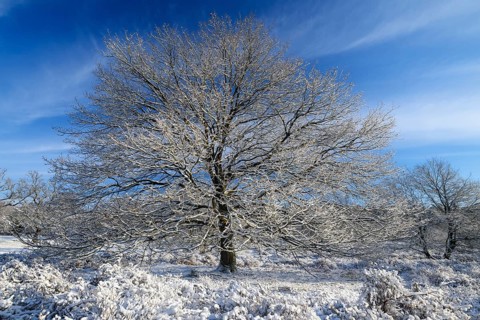 Heathland with old oak trees in winter, Wahner Heide, North Rhine-Westphalia, Germany