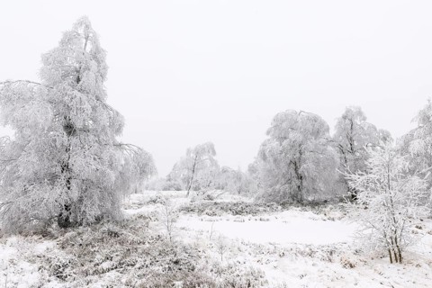 Moor landscape with hoarfrost in winter, High Fens, Hautes Fagnes, Wallonia, Belgium