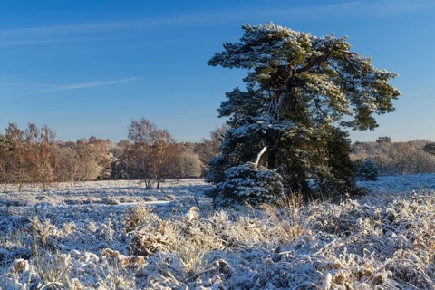 Heathland in winter, morning light, Wahner Heide, North Rhine-Westphalia, Germany