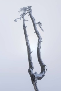 Dead pine with hoarfrost and fog in high moor, Noir Flohay, High Fens, Hautes Fagnes, Ardennes,