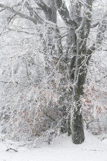Beech trees with hoarfrost in winter, High Fens, Hautes Fagnes, Wallonia, Belgium
