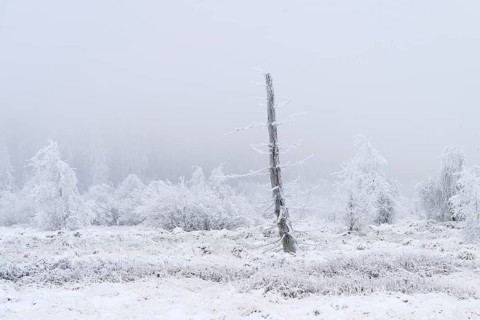 High moor with hoarfrost in winter, High Fens, Hautes Fagnes, Wallonia, Belgium