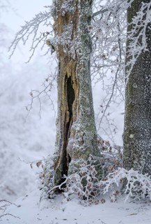Old beech (Fagus sylvatica) with hoar frost in winter, High Fens, Hautes Fagnes, Wallonia, Belgium