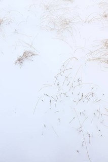 Grasses in snow, winter, High Fens, Hautes Fagnes, Ardennes, Belgium