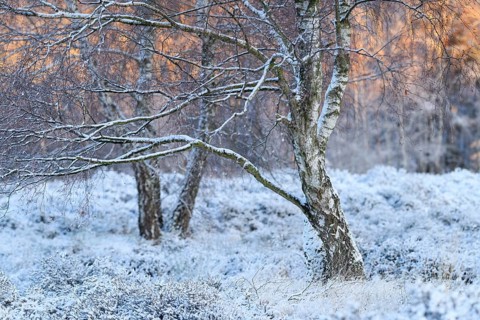 Birch trees in winter, sunrise, Wahner Heide, North Rhine-Westphalia, Germany