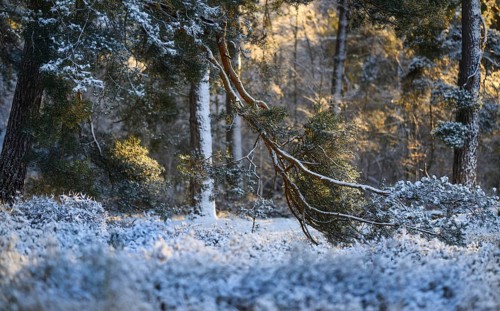 Pine forest in winter, morning light, Wahner Heide, North Rhine-Westphalia, Germany
