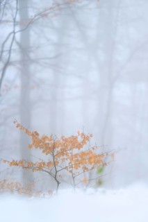 Small copper beech (Fagus sylvatica) with autumn leaves in a wintry forest, Ölberg, Siebengebirge,