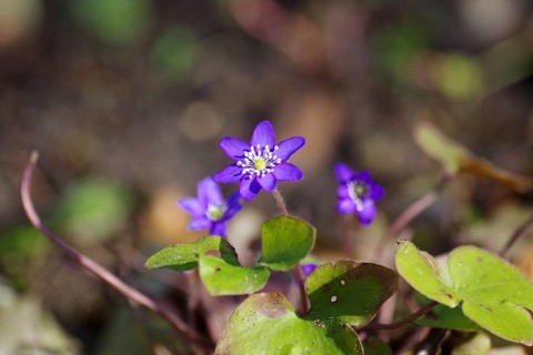 Liverwort (Hepatica nobilis), purple, spring, flower