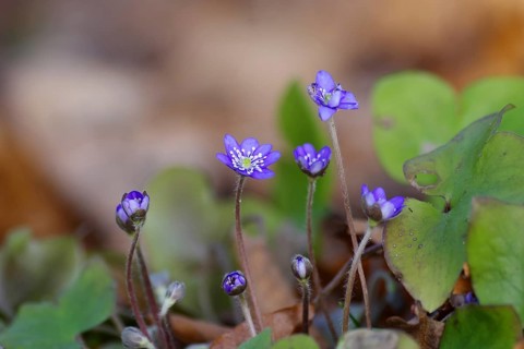 Liverwort (Hepatica nobilis), spring, purple, flower