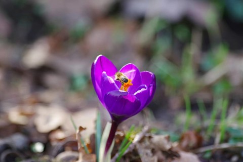 Spring crocus (Crocus vernus), purple, flower, spring, bee