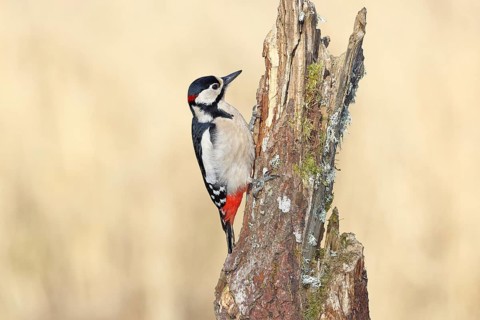 Great spotted woodpecker (Dendrocopos major), male, foraging on a tree stump overgrown with moss