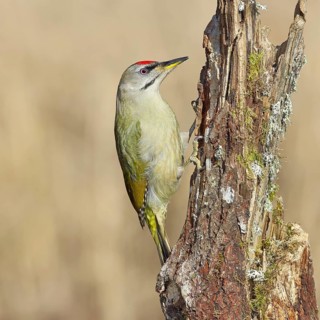 Grey-headed woodpecker (Picus canus), male sitting on a tree stump overgrown with moss and lichen,