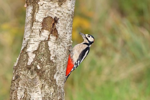 Great spotted woodpecker (Dendrocopus major), male, foraging on the trunk of a common birch (Betula
