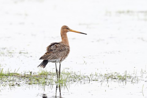 Black-tailed godwit (limosa limosa), in morning mist on a flooded meadow, snipe birds, wildlife,