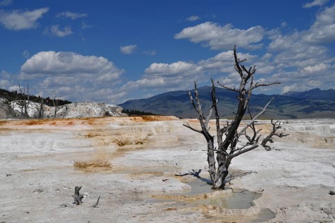 White volcanic deposits with a bare tree against a clear blue sky, Yellowstone National Park,